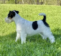 Alice, a female Wire Fox Terrier for sale in Bonaparte, IA – 8 of 10