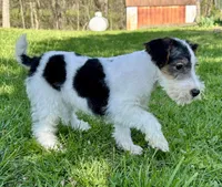Alice, a female Wire Fox Terrier for sale in Bonaparte, IA – 9 of 10