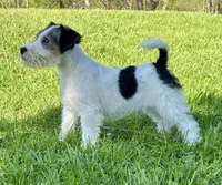 Alice, a female Wire Fox Terrier for sale in Bonaparte, IA – 4 of 10