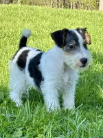 Alice, a female Wire Fox Terrier for sale in Bonaparte, IA – 2 of 10