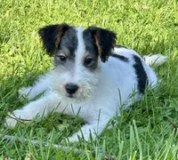Alice, a female Wire Fox Terrier for sale in Bonaparte, IA – 6 of 10