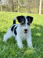 Alice, a female Wire Fox Terrier for sale in Bonaparte, IA – 10 of 10
