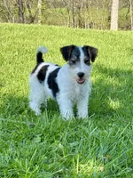 Alice, a female Wire Fox Terrier for sale in Bonaparte, IA – 7 of 10