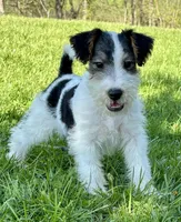 Alice, a female Wire Fox Terrier for sale in Bonaparte, IA – 3 of 10