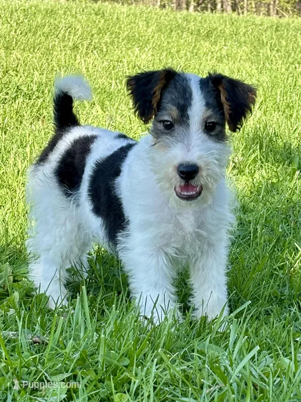 Alice – Wire Fox Terrier puppy for sale in Bonaparte, IA