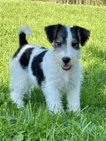 Alice, a female Wire Fox Terrier for sale in Bonaparte, IA – 1 of 10