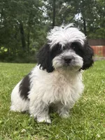 Cam, a male Shihpoo for sale in Bonaparte, IA – 6 of 10
