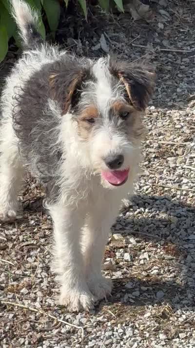 Ava, a female Wire Fox Terrier for sale in Bonaparte, IA – 6 of 9