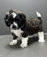 Fonzie, a male Shihpoo for sale in Bonaparte, IA – 5 of 9