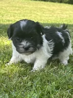 Heidi, a male Shichon for sale in Bonaparte, IA – 3 of 10