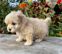 Paul, a male Maltipoo for sale in Bonaparte, IA – 5 of 10