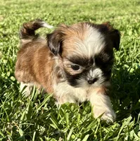 Grace, a female Shih Tzu for sale in Bonaparte, IA – 2 of 10