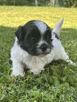 Hank, a male Shichon for sale in Bonaparte, IA – 4 of 9