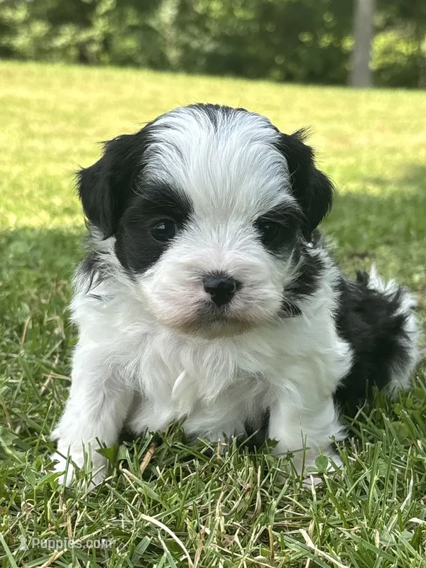 Hanna – Shichon puppy for sale in Bonaparte, IA