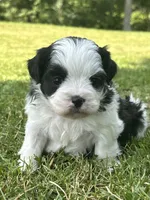 Hanna, a male Shichon for sale in Bonaparte, IA – 1 of 10