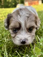 Etta, a female Shihpoo for sale in Bonaparte, IA – 5 of 6
