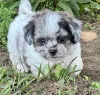 Etta, a female Shihpoo for sale in Bonaparte, IA – 4 of 10