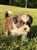 Gabe, a male Shih Tzu for sale in Bonaparte, IA – 9 of 10