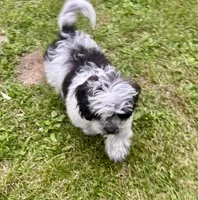 Cam, a male Shihpoo for sale in Bonaparte, IA – 7 of 10