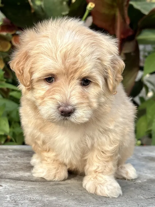 Patty – Maltipoo puppy for sale in Bonaparte, IA