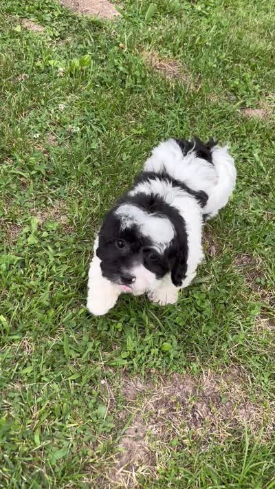 Elroy, a male Shihpoo for sale in Bonaparte, IA – 3 of 10