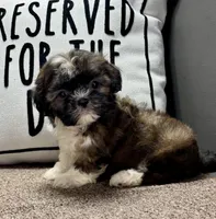 Xavier, a male Shih Tzu for sale in Bonaparte, IA – Photo 10 of 10