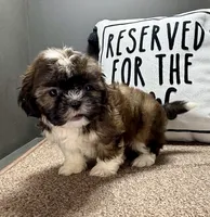 Xavier, a male Shih Tzu for sale in Bonaparte, IA – Photo 2 of 10