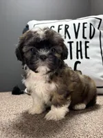 Xavier, a male Shih Tzu for sale in Bonaparte, IA – Photo 7 of 10