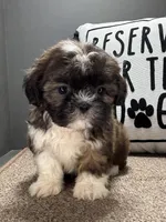 Xavier, a male Shih Tzu for sale in Bonaparte, IA – Photo 5 of 10