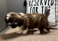 Xavier, a male Shih Tzu for sale in Bonaparte, IA – Photo 4 of 10