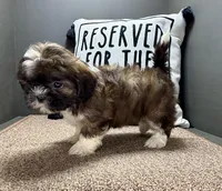 Xavier, a male Shih Tzu for sale in Bonaparte, IA – Photo 3 of 10