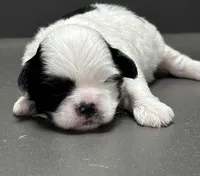 Bradley, a male Shichon for sale in Bonaparte, IA – Photo 3 of 4