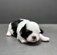 Bradley, a male Shichon for sale in Bonaparte, IA – Photo 4 of 4
