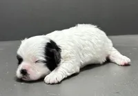 Bradley, a male Shichon for sale in Bonaparte, IA – Photo 2 of 4