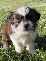 Gabe, a male Shih Tzu for sale in Bonaparte, IA – 5 of 10