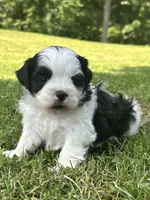 Hanna, a male Shichon for sale in Bonaparte, IA – 4 of 10