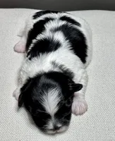 Hank, a male Shichon for sale in Bonaparte, IA – 3 of 6