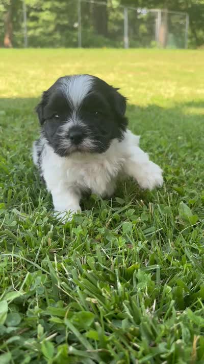 Hank, a male Shichon for sale in Bonaparte, IA – 7 of 9