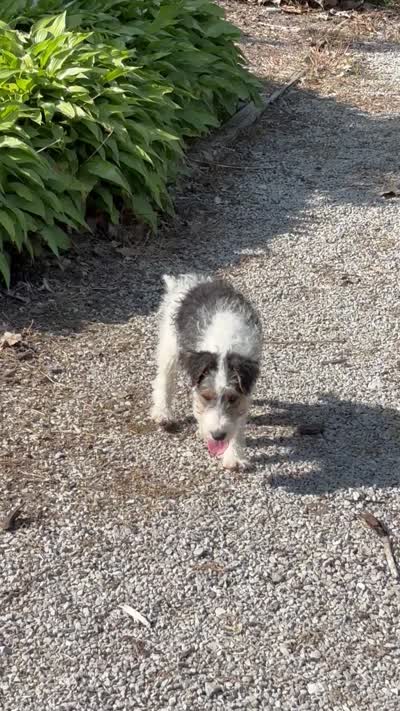 Ava, a female Wire Fox Terrier for sale in Bonaparte, IA – 9 of 9