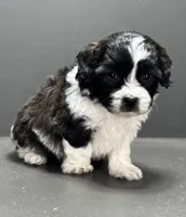 Frankie, a male Shihpoo for sale in Bonaparte, IA – 3 of 10