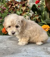 Patty, a female Maltipoo for sale in Bonaparte, IA – 6 of 10