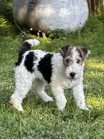 Alice, a female Wire Fox Terrier for sale in Bonaparte, IA – 1 of 10