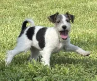 Alice, a female Wire Fox Terrier for sale in Bonaparte, IA – 2 of 10