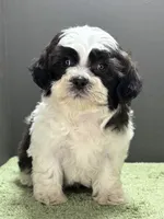 processed/82f1eccb-1b49-4800-a138-e407c753f581/listing/e21733f2-156b-46cf-b4f7-7ab4f4333b9b/03f4320b-603a-477c-9979-cd93aa8a51c1