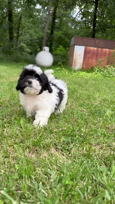 Elroy, a male Shihpoo for sale in Bonaparte, IA – 4 of 10