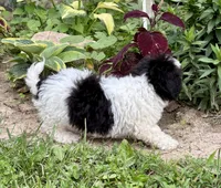 Elroy, a male Shihpoo for sale in Bonaparte, IA – 9 of 10