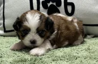 Zira, a female Shihpoo for sale in Bonaparte, IA – Photo 2 of 5