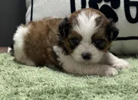 Zira, a female Shihpoo for sale in Bonaparte, IA – Photo 4 of 5