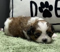 Zira, a female Shihpoo for sale in Bonaparte, IA – Photo 5 of 5