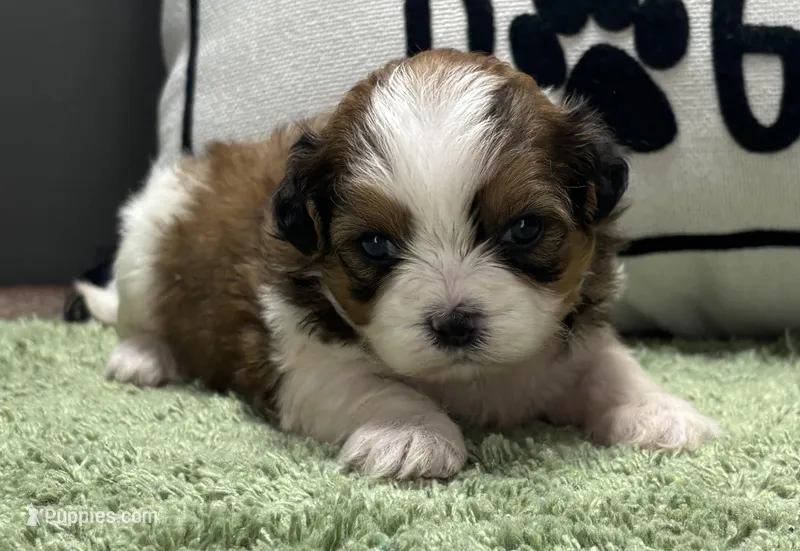Zira – Shihpoo puppy for sale in Bonaparte, IA